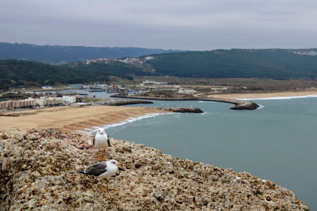 seagulls harbor beach