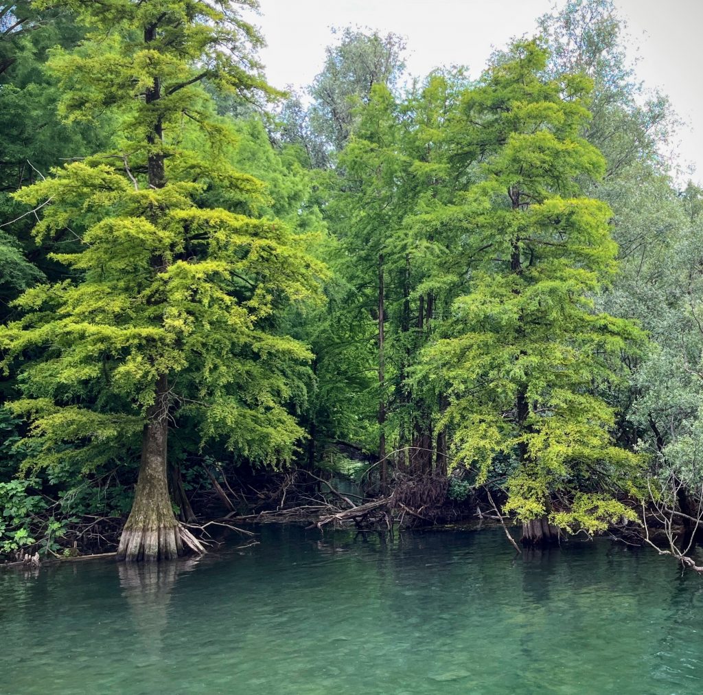 alberi acquatici del bosco dei tassodi a paratico