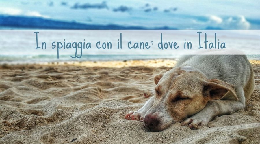 In spiaggia con il cane: le regioni più dog friendly in Italia